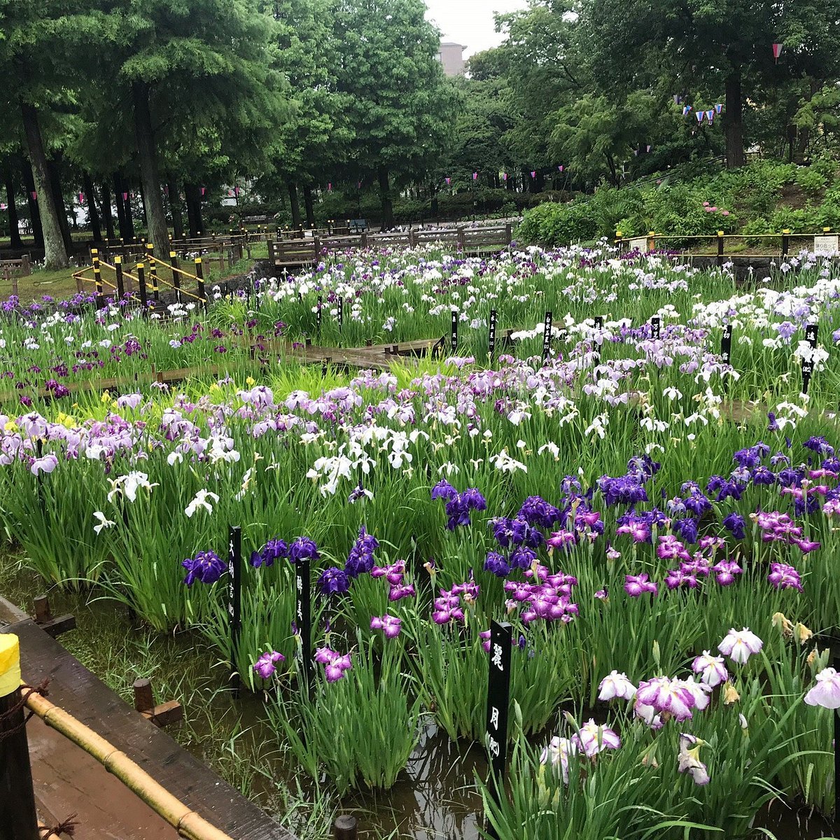 🏞️ 창포 늪 공원(쇼부누마 코엔) 이미지 9